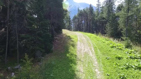 Path of grass in mountain forest Stock Footage 80587888