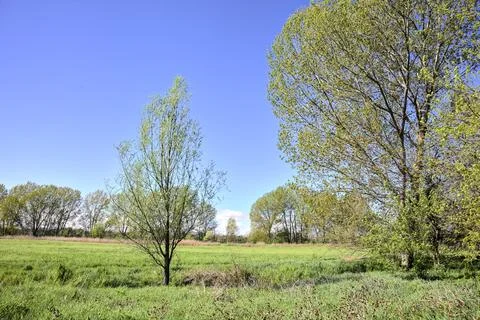 Path in the grass next to poplars in the open space of a forest on a sunny da Stock Photos