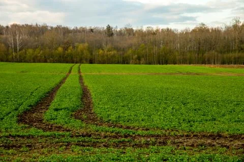 Path on the green cereal field. Stock Photos