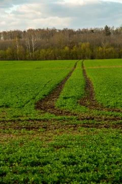 Path on the green cereal field. Stock Photos