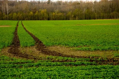 Path on the green cereal field. Stock Photos