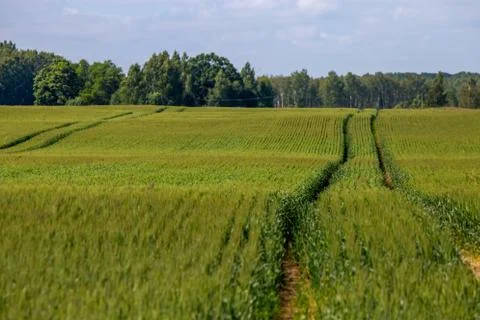 Path on the green cereal field. Stock Photos