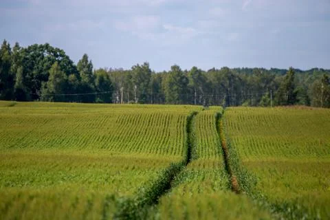 Path on the green cereal field. Stock Photos