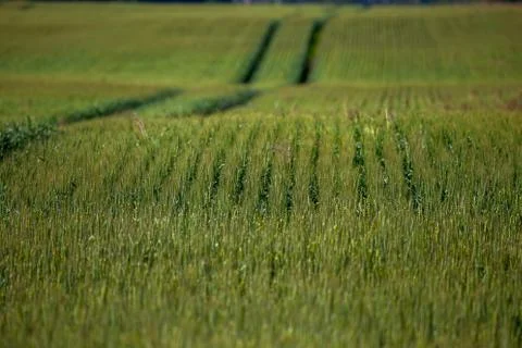 Path on the green cereal field. Stock Photos