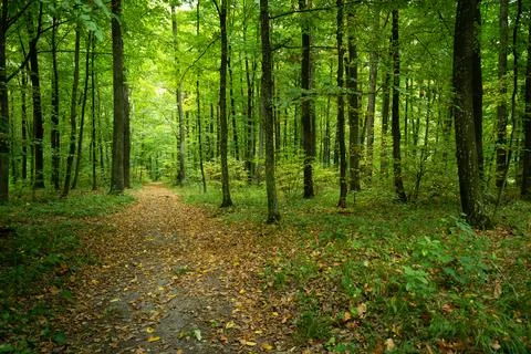 Path in a green deciduous forest, summer view Stock Photos