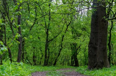 A path in a green dense forest Stock Photos