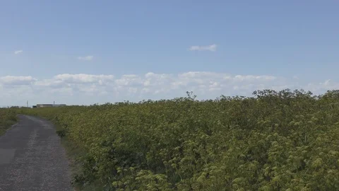 A path in a green field. Blue sky and clouds. Stock Footage 76701897