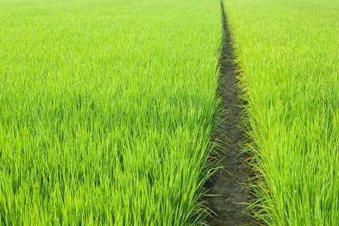 Path in green field 스톡 사진