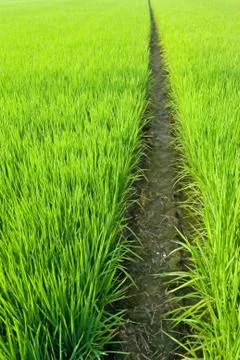 Path in green field Stockfoto's