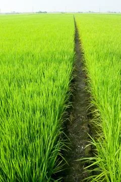 Path in green field Foto stock