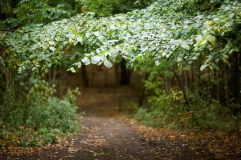 Path in the green forest. The branches of the trees seem to cover the path. Stock Photos
