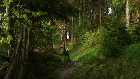 Path in the green Forest. Hiker walking on Trail Through the Forest. Rural ar Stock Footage 241598744