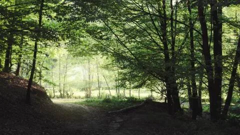 Path in green forest landscape Stock Photos