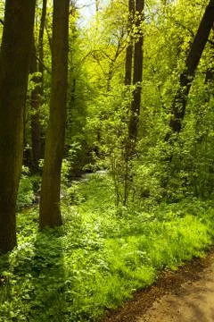 Path in green forest Stock Photos