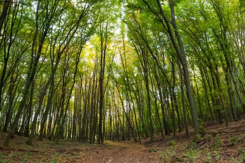 Path in the green forest Stock Photos