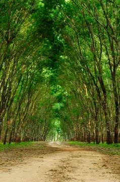 A path in the green forest Fotos Stock