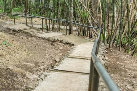 A path is in the green forest Stock Photos