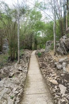 A path is in the green forest Stock Photos