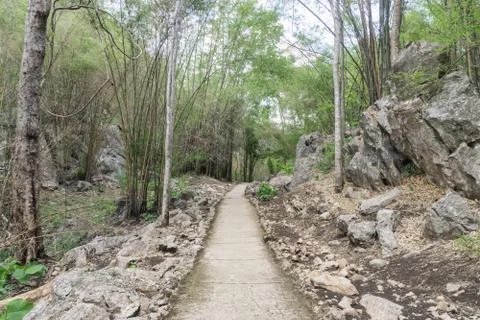 A path is in the green forest Stock Photos