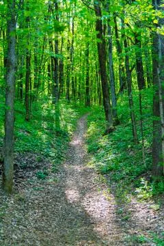Path in a green forest Stock Photos