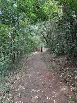 Path in the Green Forest Stock Photos