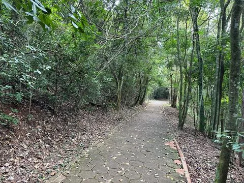 Path in Green Forest Stock Photos