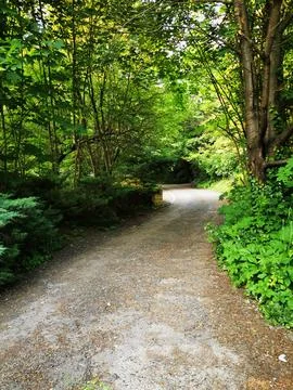 Path in the green forest. Spring landscape. The concept of active, ecologic.. Stock Photos