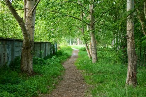 A path in a green forest in summer Stock Photos