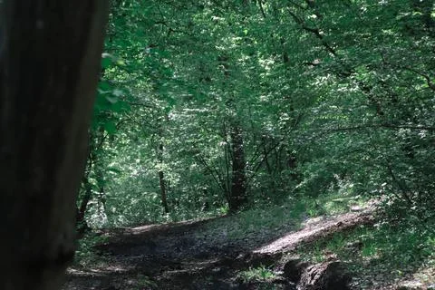 A path in a green forest surrounded by crooked trees Stock Photos