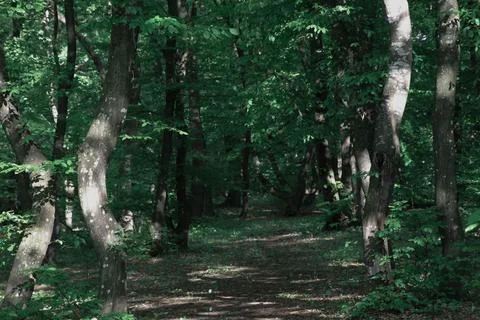A path in a green forest surrounded by crooked trees Stock Photos