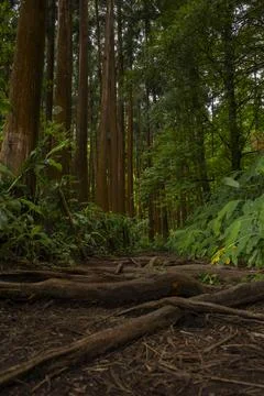 Path in green forest with tall trees and roots intertwined. Sao Miguel, Azores Stock Photos