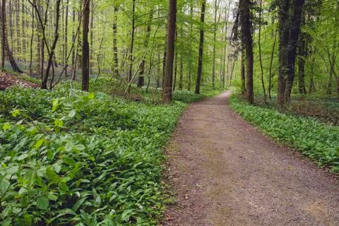 Path on a green forest with wild bear's garlic blooming in spring Stock Photos