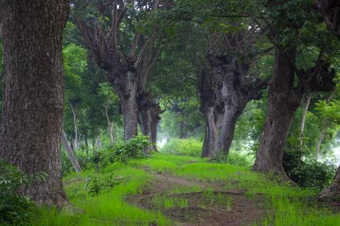 A path with green grass flanked by Samanea saman trees Stock Photos