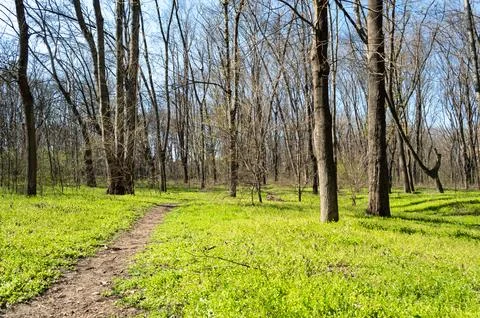 Path in the green grass that goes through the forest Stock Photos