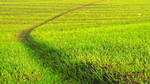 Path in green grass Stock Photos