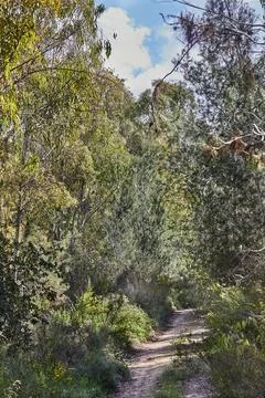 Path in green mixed forest in the morning on sunny day Stock Photos