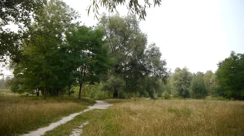 Path In The Green Park Stock Footage 65446881