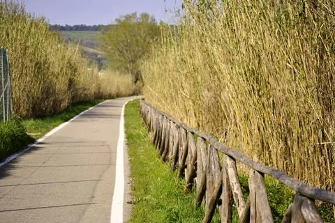 Path in the green Foto stock