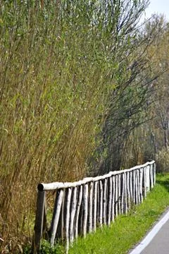 Path in the green Stock Photos