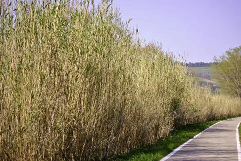 Path in the green Fotos de archivo