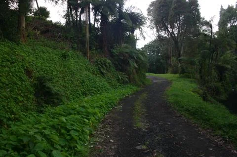 Path &amp; Green Plants Stock Photos