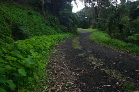 Path &amp; Green Plants Stock Photos