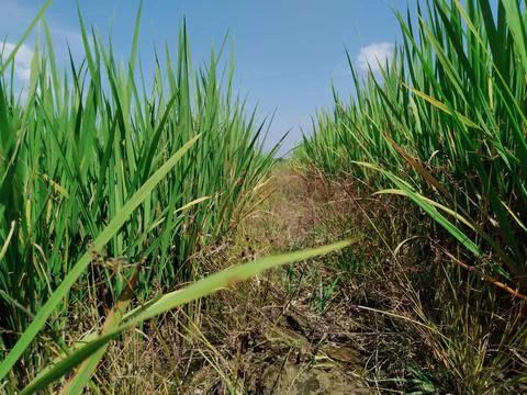 Path in the green ricefield Stock Photos