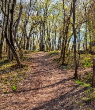 A path in a green spring forest surrounded by forest flowers Stock Photos
