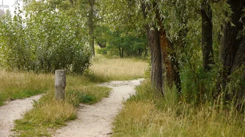 Path In The Green Summer Forest On The Sunny Day. Stock Footage 65443254