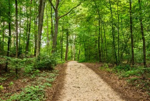 Path in green tree area with lush green leaves on trees Foto stock