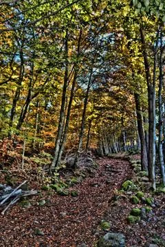 A path in the heart of automn Stock Photos
