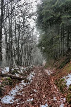 A path in the heart of winter Stock Photos