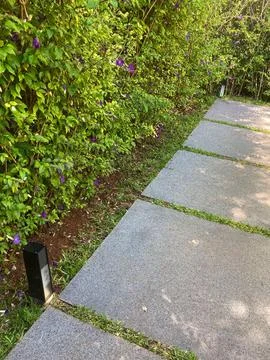 Path with hedge Stock Photos