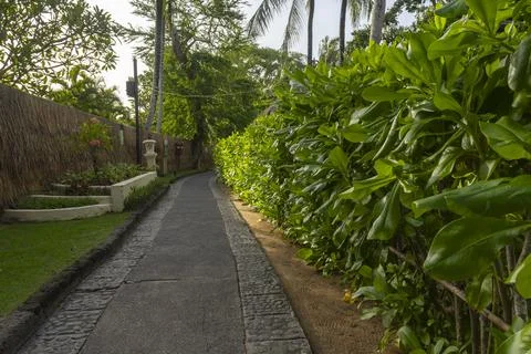 Path with a hedge on the side Foto stock